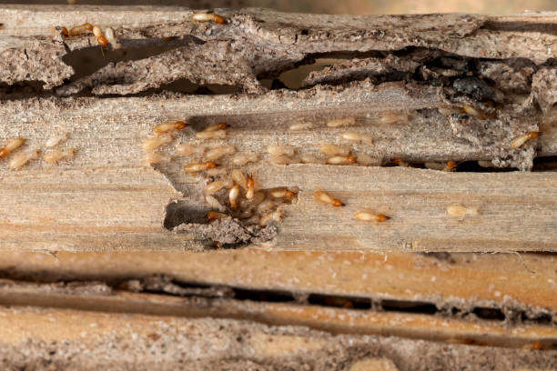 Best Termite Control Services  in Seven Hills, OH